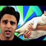 MEOW DIED :( – Ray William Johnson