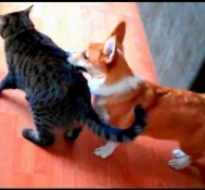 DOG VS CAT!!!