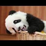 Chillin Baby Panda.