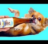 DUI DOGGY!! (Hang With Shane : Day 101)