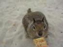 Is this a chipmunk or squirrel?