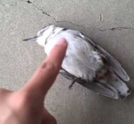 How to not save a dead bird
