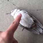 How to not save a dead bird