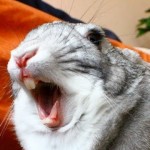 Why Is Yawning Contagious?