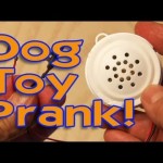 Dog Toy Prank!