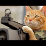 Medal of Honor Cat