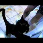 Cats Gone Wild! The Best Cat Video on YouTube! Feat. C-Pain
