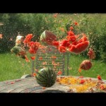 Rubber bands vs Water Melon – The Slow Mo Guys