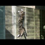 Gravity Defying Cat – The Slow Mo Guys
