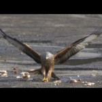 Red Kites in Slow Motion – The Slow Mo Guys