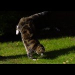 Cat Jumping in Slow Motion – The Slow Mo Guys