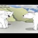 Teen Polar Bear Cam