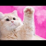 CATS WAVING (Instagram Video)