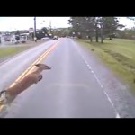 Deer Gets Hit By a Bus