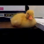 Baby Duck Can’t Stay Awake