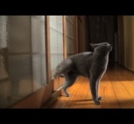 Smart Cat Knocks On Doors