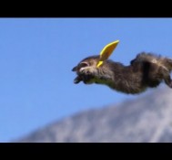 Flying Dubstep Kitties