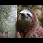 Baby Sloth Potty Training