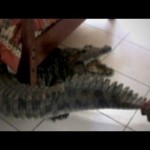 CROCODILE FOUND UNDER BED. ALL YOUR FEARS ARE REAL!