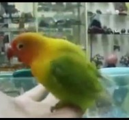 Parrot Mimics Sex