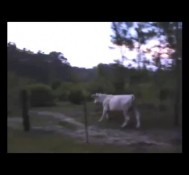 Man Chased By Cow