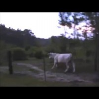 Man Chased By Cow