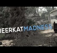 FaZe Meerkat: Meerkat Madness – Episode 2