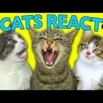 CATS REACT TO VIRAL VIDEOS