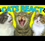 CATS REACT TO VIRAL VIDEOS