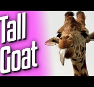 Tall Goat (Goat Sim #6)