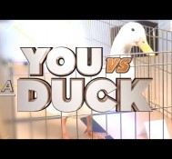 Can You Beat a Duck in a Trivia Game?