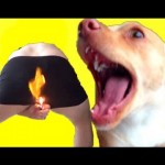 MY DOG *REACTS* TO FARTS!