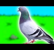 How to become a pigeon and escape life forever.