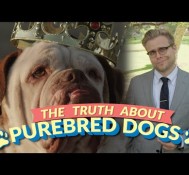 The Bizarre Truth About Purebred Dogs (and Why Mutts Are Better)