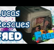 Lucas Rescues Fred