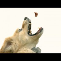 Leaping Slow Motion Doggy – The Slow Mo Guys