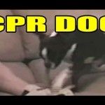 CPR DOG!