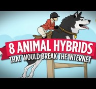 8 Animal Hybrids That Would Break The Internet