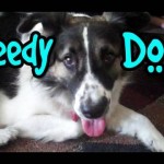 The Needy Dog Song (Now on iTunes!)
