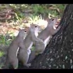 CRAZY Squirrel Threesome!! (in HD)